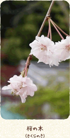 桜の木（さくらのき）