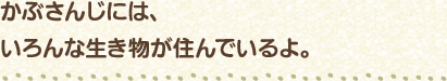かぶさんじには、いろんな生き物が住んでいるよ。