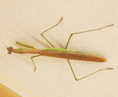 カマキリ
