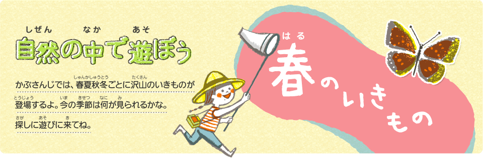 自然（しぜん）の中（なか）で遊（あそ）ぼう　春（はる）のいきもの