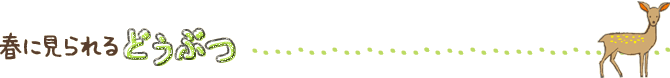 春に見られるどうぶつ