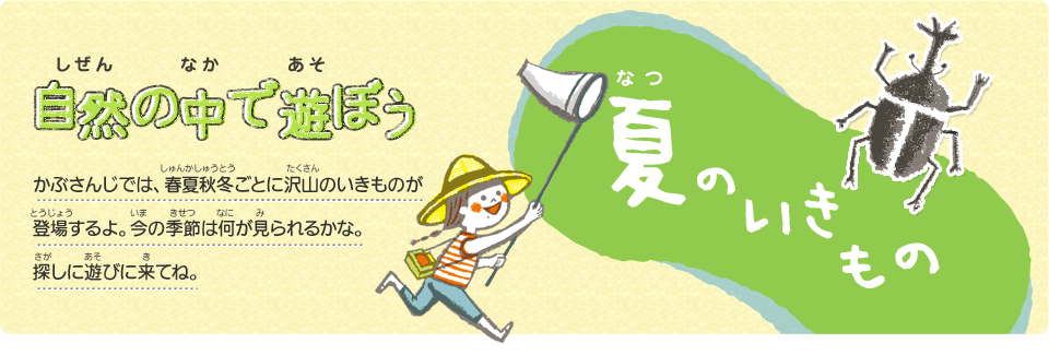 自然（しぜん）の中（なか）で遊（あそ）ぼう　夏（なつ）のいきもの